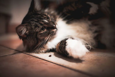 Close-up of a cat lying on floor