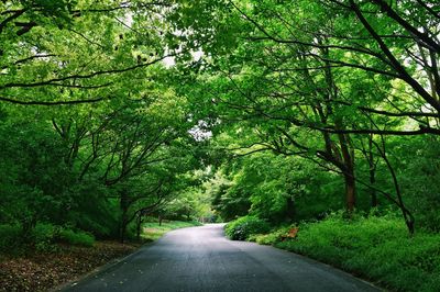 Road amidst trees in forest