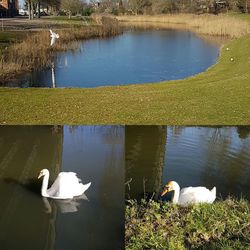 Swan floating on lake