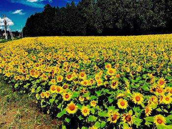 Close-up of yellow flowers blooming in field