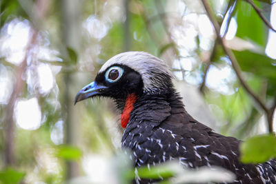 Close-up of bird perching on branch