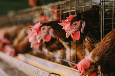 Hen in cages at farm
