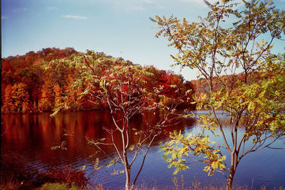 Reflection of trees in lake