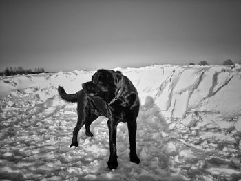 Dog standing on snow covered land