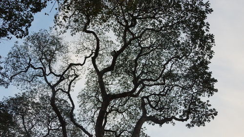 Low angle view of silhouette tree against sky