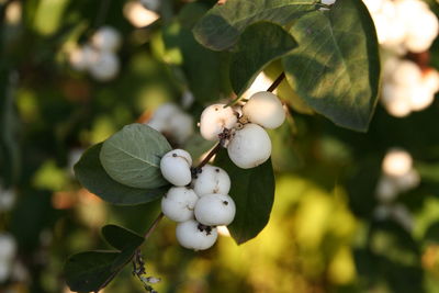 Close-up of fruits growing on plant