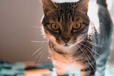 Close-up portrait of tabby cat