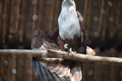 View of bird perching on railing