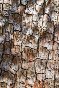 Full frame shot of tree trunk