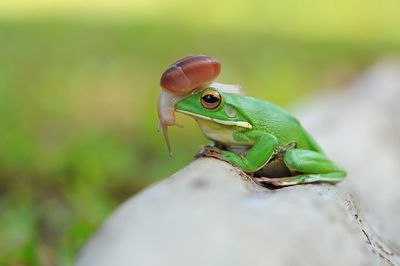 Close-up of lizard on leaf