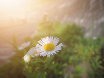 Close-up of white daisy flower