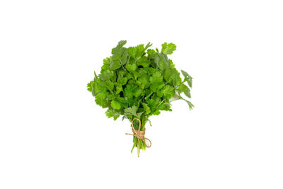 Close-up of plant against white background