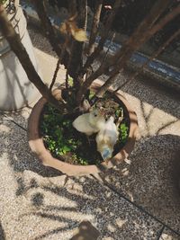 High angle view of cat on potted plant