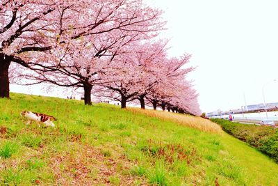 Trees on field against sky