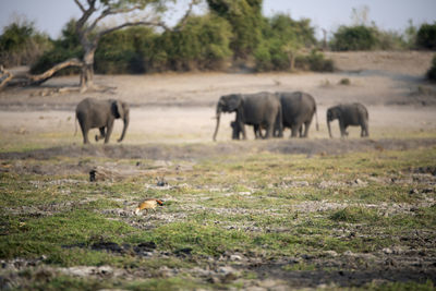 Herd of elephants in a field