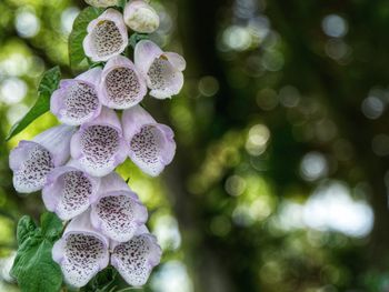 Close-up of white/pink foxglove flowering plant 