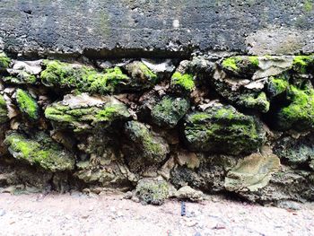 Close-up of moss growing on road