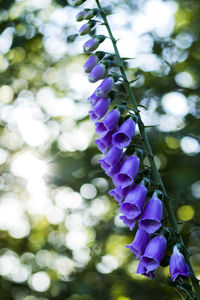 Close-up of purple flowers blooming outdoors