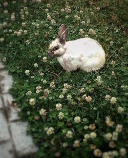 High angle view of rabbit on field