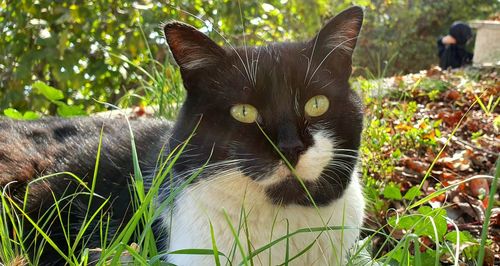Portrait of a cat on field