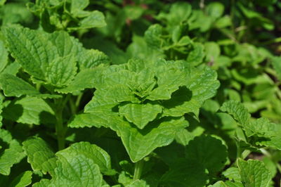 Close-up of green leaves