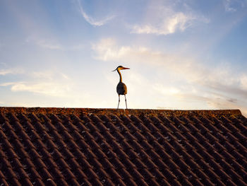 Heron on the roof in the morning