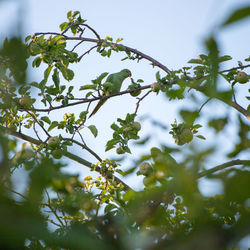 Low angle view of flowering plant against sky