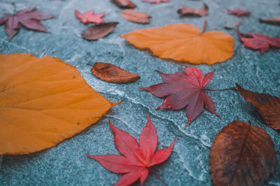 High angle view of maple leaves