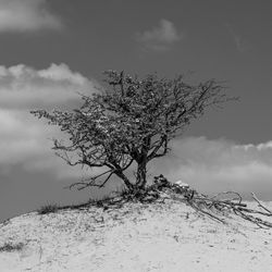 Plant on snow field against sky