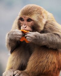 Close-up of monkey eating food