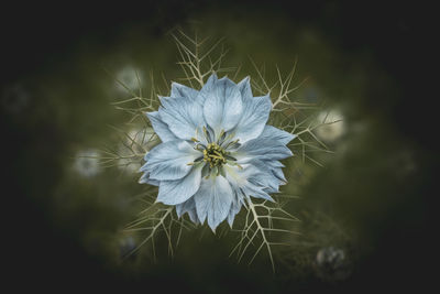 Close-up of white dandelion flower