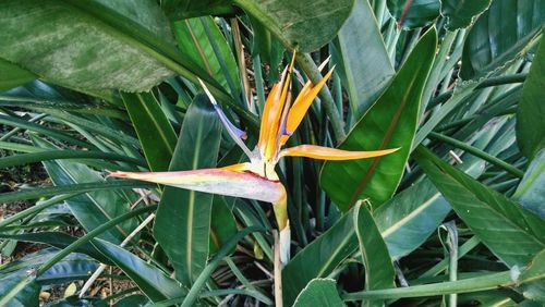 Close-up of plant