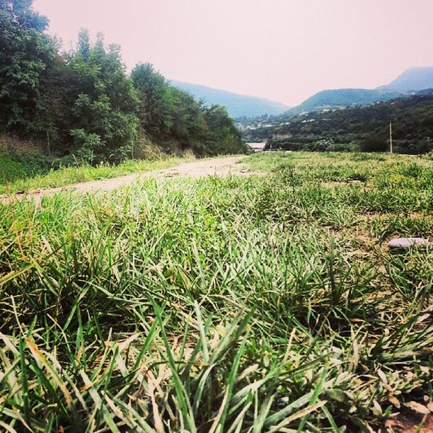 grass, tranquil scene, tranquility, landscape, growth, field, clear sky, green color, scenics, mountain, beauty in nature, nature, grassy, plant, tree, non-urban scene, sky, green, idyllic, remote