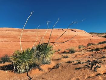 Plant growing on desert against sky