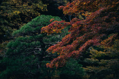 Trees in forest