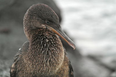 Close-up of a bird