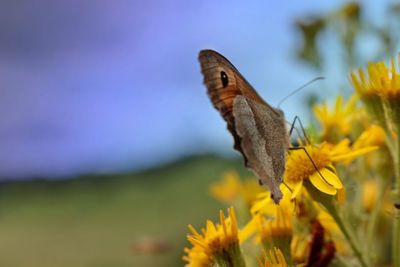 Close-up of butterfly pollinating on flower