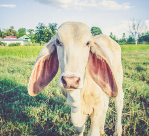 Portrait of cow standing on grassy field against sky