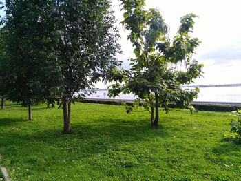 Trees on landscape against sky