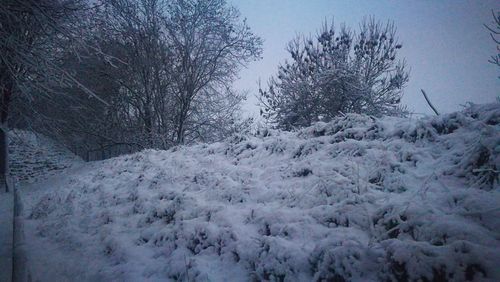 Snow covered trees against sky