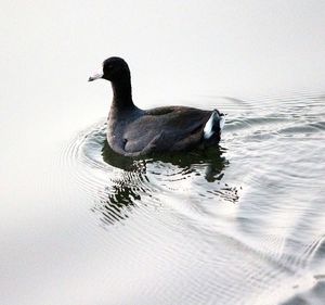 Duck swimming in lake