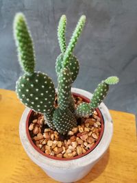 High angle view of succulent plant on table