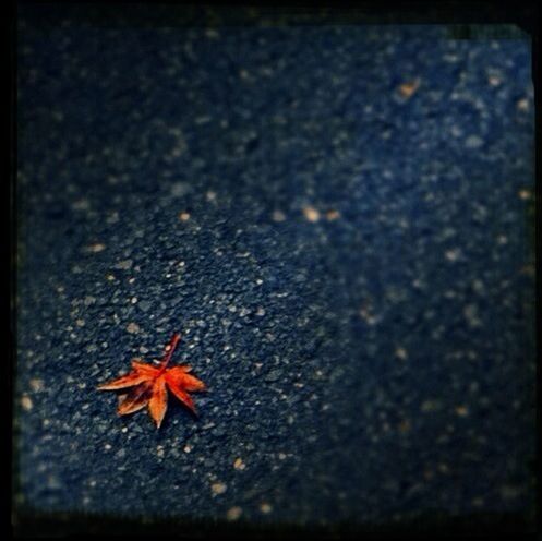 leaf, high angle view, dry, close-up, autumn, fallen, asphalt, nature, fragility, change, ground, selective focus, textured, street, no people, outdoors, season, orange color, day, road