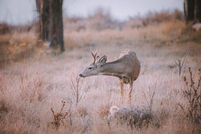 Side view of deer on field