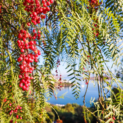 Low angle view of fruits on tree