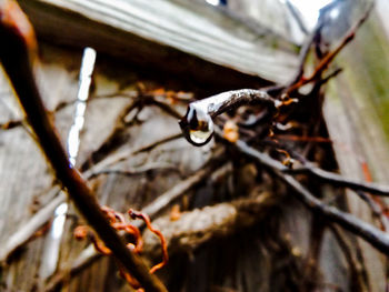 Close-up of twigs