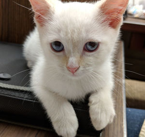 Close-up portrait of white cat at home