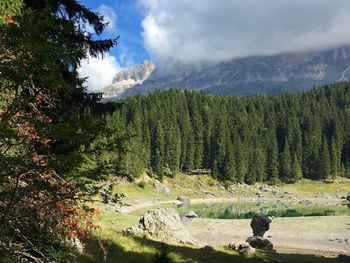 Scenic view of forest against sky