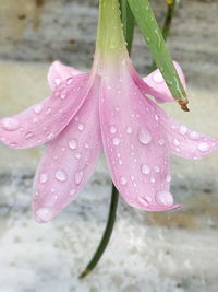 Close-up of wet pink flowers