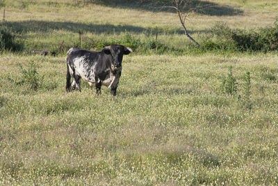 View of dog running on field